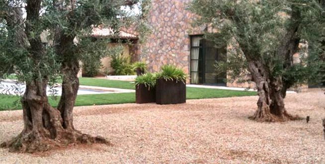 Olivi Nursery - Suisun Valley, CA Olivi Nursery - Suisun Valley, CA