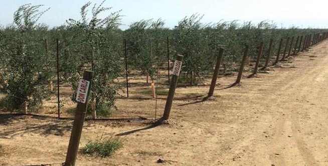 Olivi Nursery - Suisun Valley, CA Olivi Nursery - Suisun Valley, CA
